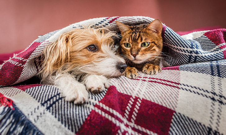 Cute dog and cat under a blanket